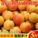正宗鞍山南果梨海城南国梨东北小香水梨酒香新鲜水果当季 整箱