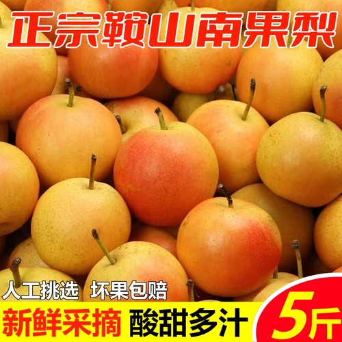 【官方力荐】正宗鞍山南果梨