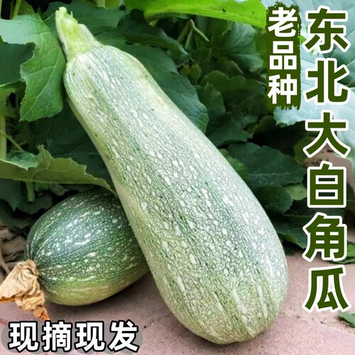 东北角瓜西葫芦大白瓜角瓜