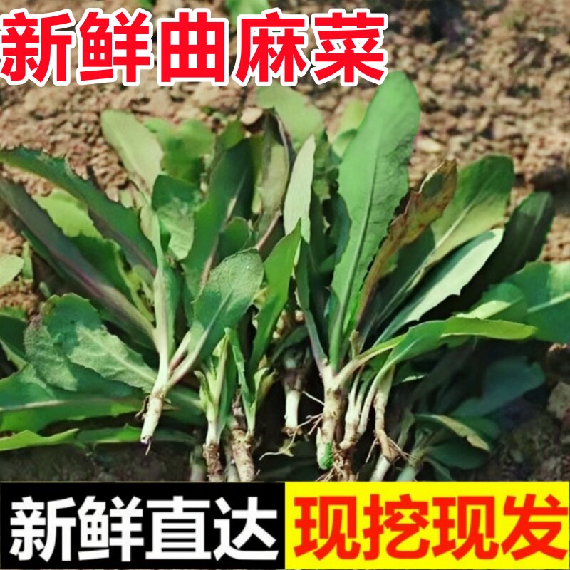 曲麻菜新鲜山东苦麻菜苗东北蘸酱菜苦菜野菜现挖野生曲曲菜苣荬菜图片