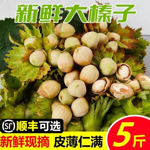 东北新鲜榛子现摘水仁绿皮坚果