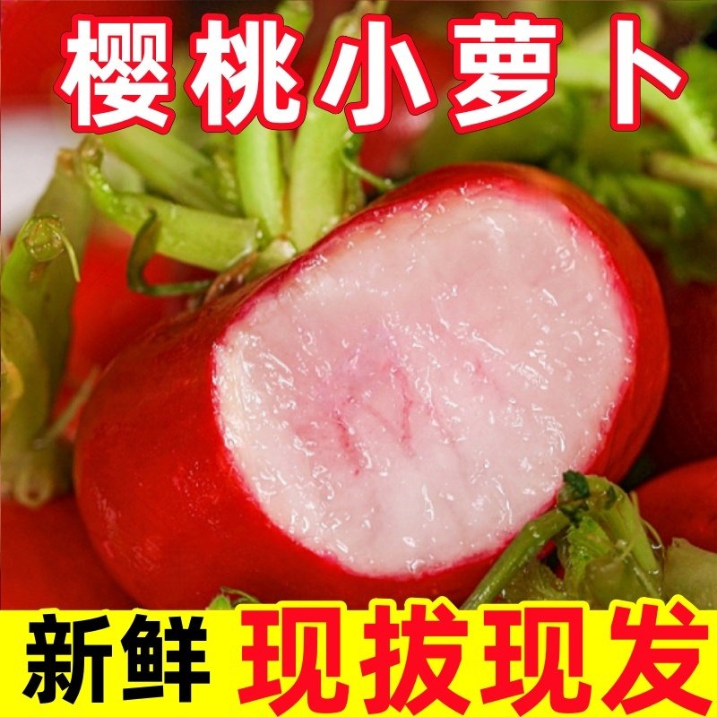 樱桃萝卜新鲜水果红皮甜脆生吃特产东北蘸酱菜小萝卜当季蔬菜包邮,水产肉类/新鲜蔬果/熟食,萝卜/胡萝卜,淘宝优惠券,粉丝福利购,淘宝优惠卷