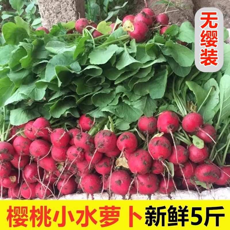 樱桃萝卜新鲜水果红皮甜脆生吃东北特产蔬菜蘸酱菜小萝卜无缨装