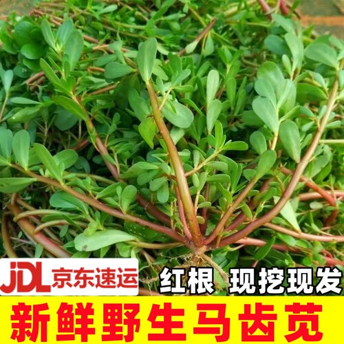 马齿苋新鲜野生现挖农家野菜马齿笕马蜂菜红根绿杆应季蔬菜马蜂菜