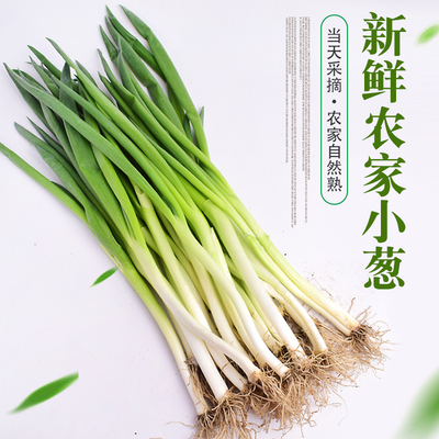 东北小葱新鲜时令农家500g