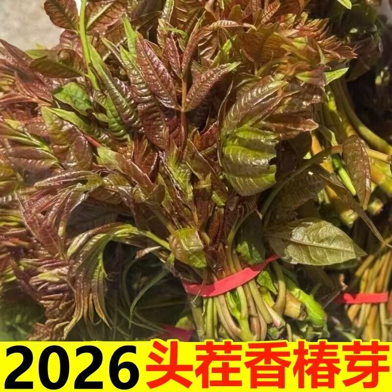 新鲜香椿芽2026头茬野生露天红油香椿头嫩芽现摘现发当季蔬菜