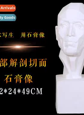 Brts head to solve  secd plaster statue anatomical secti pla