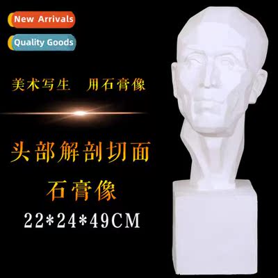 Brts head to solve  secd plaster statue anatomical secti pla