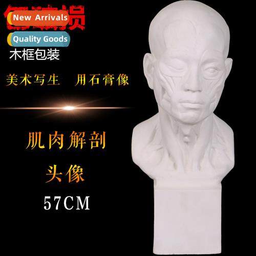 Brt Fisherman Muscle Anatomy Plaster Statue Plaster Head Bal