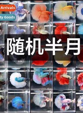 Thailand imports  tropical fish fighting fish li king genera