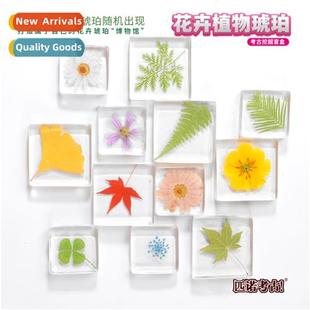Pinot Amber Flower Plant Dig Archaeology Toys for Boys Girl
