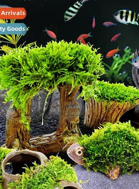 Fish tank aquascape moss aquatic plants lazy real plants fis