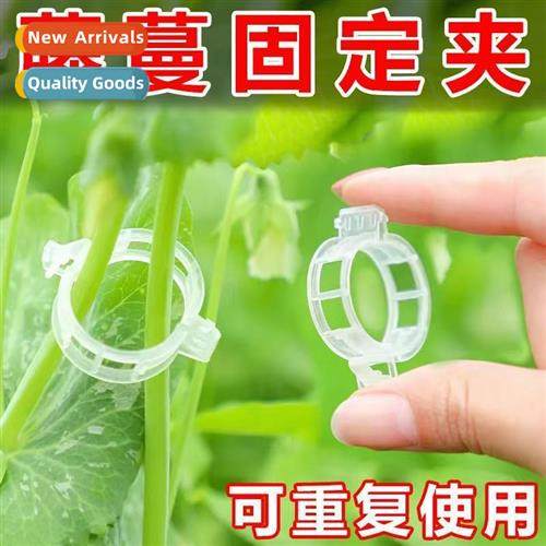 Gardening tools tomato hanging rope snap clips vine clamps b