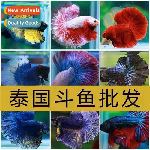Thai Fighting Fish Live Fish Ornamental Fish Tropical Fish S