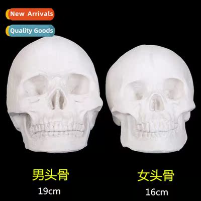 Guarantee qualy character plaster skull skull  plaster teach