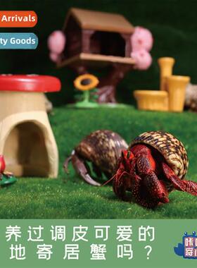 Herm Crab Feeding Supplies Beginner Package Feeding Box Box