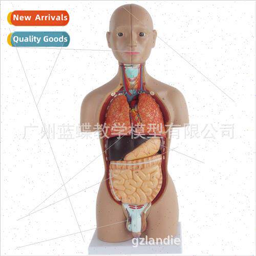 Human torso anatomy wh internal organs model detachable asse