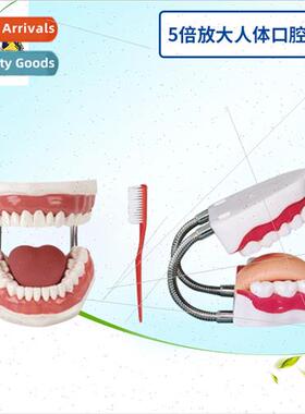 Health care model human dental care model dental mold 6 time