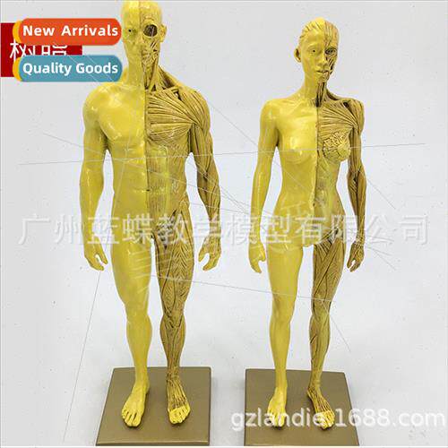 30cm Art Resin Muscle Skeleton Anatomy Human Model Structura
