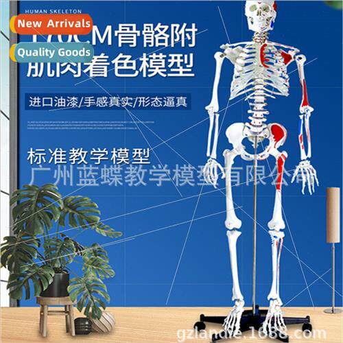170CM Human Skeleton Model wh Half Muscle Coloring Muscle St