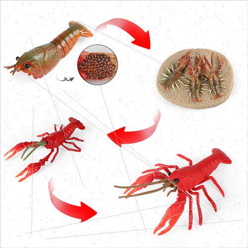mulation marine mini animal model crayfish growth cycle scie