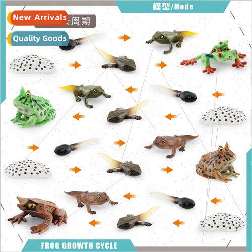 Children early education cognive red-eyed frog horned frog t