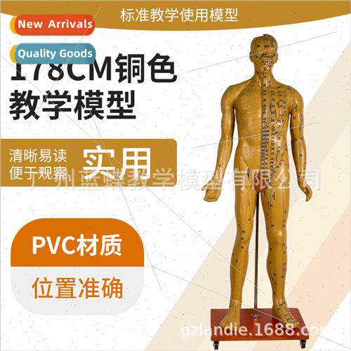 170CM human acupuncture model acupuncture bronze model 178cm