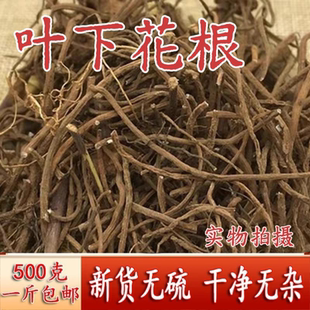 野生中药材叶下花 追风箭 地黄连 兔耳风 叶下花根 正品包邮