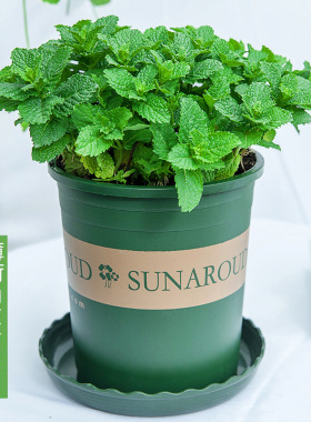 Rosemary plant creeping rosemary plant edible herb potted