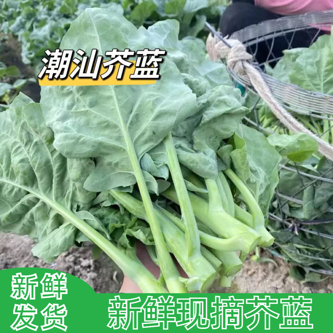 新鲜芥蓝菜 小芥兰 新鲜蔬菜小芥蓝 中花芥兰 老三农家蔬菜