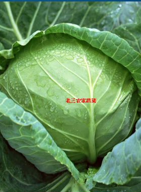 新鲜本地甘蓝卷心菜大头菜500克新鲜蔬菜卷芯菜包菜球菜农家自种