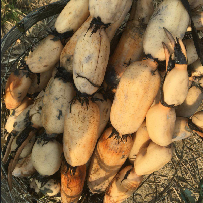 新鲜农家莲藕粉藕脆藕蔬菜清炒