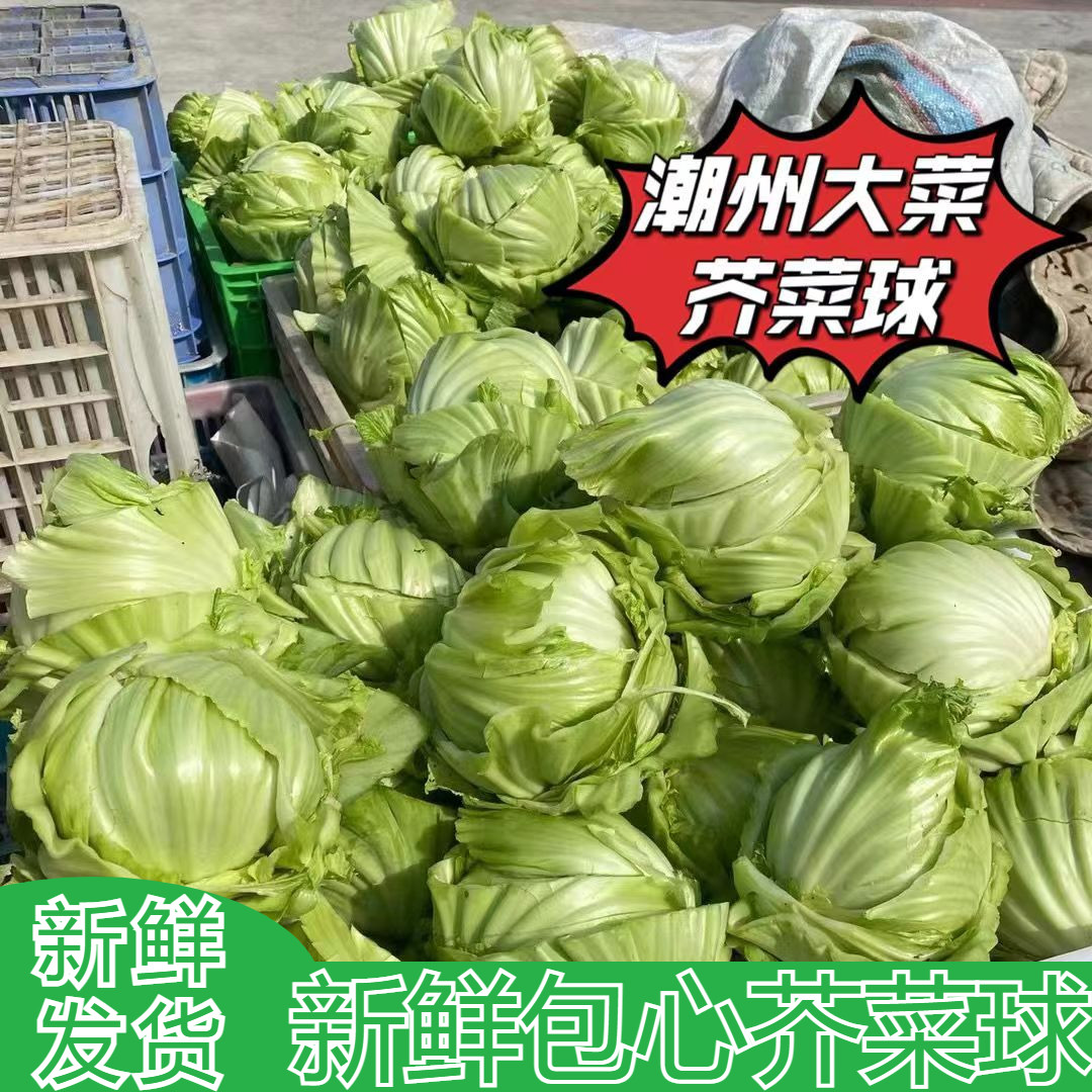 潮汕特产家乡菜小家庭农场新鲜蔬菜芥球500g新鲜芥菜球广东大芥菜