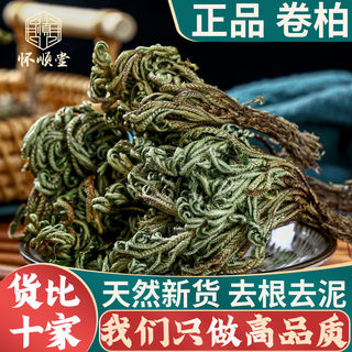 卷柏九死还魂草 小叶卷柏中药材 石柏还阳草岩柏草一把抓 万年松