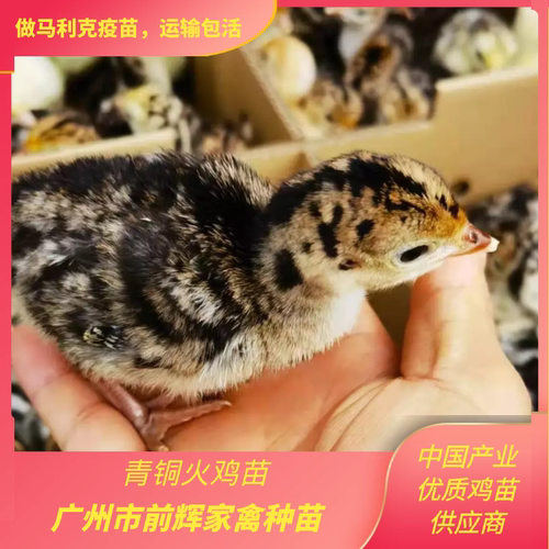 大种青铜火鸡苗·贝蒂拉黑火鸡苗·出壳火鸡苗最大可长20斤打疫苗