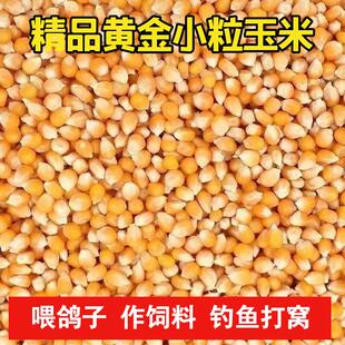 小粒玉米喂鸽子小玉米粒鸽粮小颗粒玉米粒黄金小粒玉米钓鱼打窝