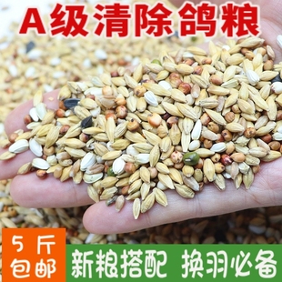 5斤装 清除鸽粮饲料信鸽换毛期专用幼鸽鸽粮鸟类鸟食