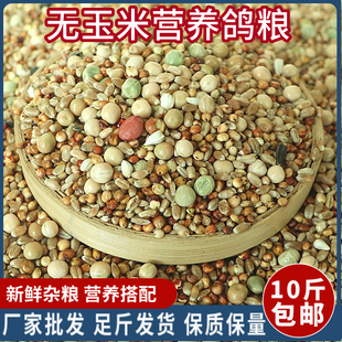 10斤无玉米营养料鸽粮饲料信鸽观赏鸽肉鸽幼鸽成鸽赛鸽粮新粮包邮