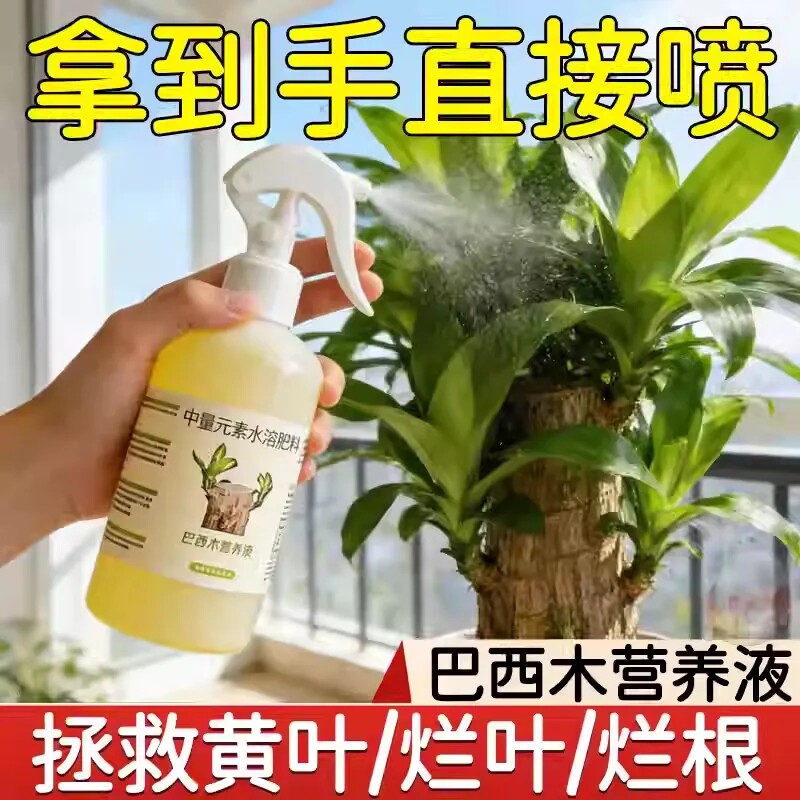 巴西木专用营养液免稀释防黄叶