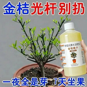金桔树专用营养液保花保果防落