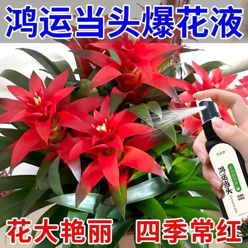 【治发黄】鸿运当头营养液开花促花家庭盆栽叶子烂根防黄叶礼品