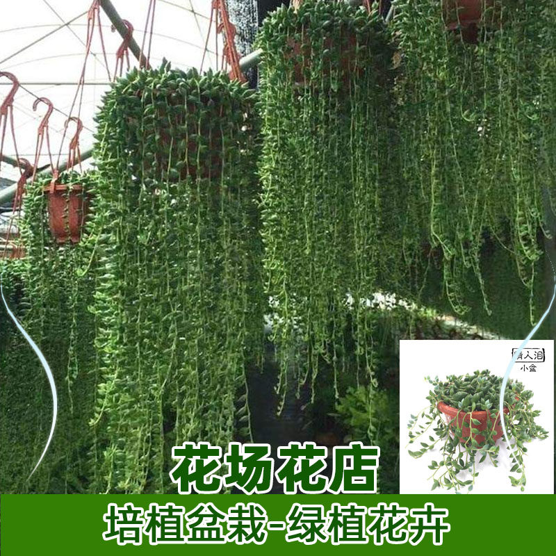 四十到二百个多肉迷你八角花盆塑料悬挂壁挂带吊钩挂钩多盆栽垂吊
