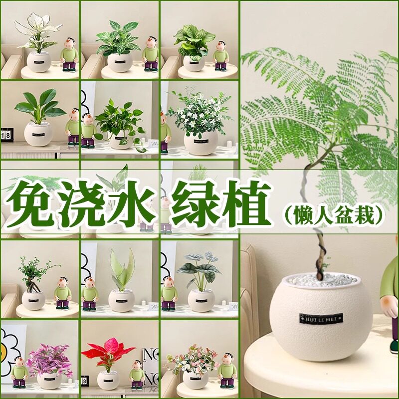 适合懒人养的小盆栽！绿萝花卉水培绿植办公室内桌面造景四季好养
