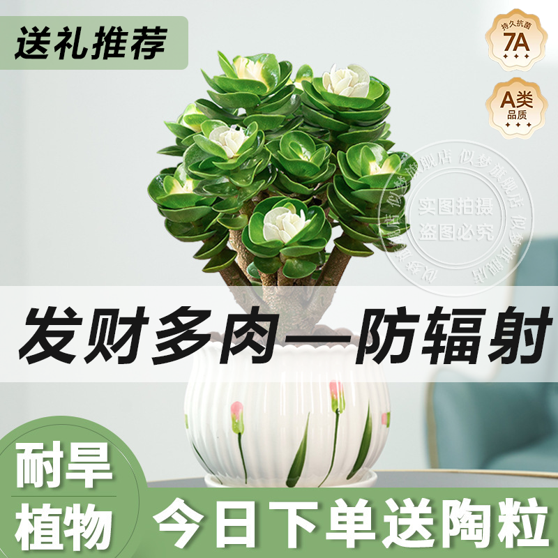 高级多肉金钱木老桩盆栽招财办公室送礼发财绿植花卉防辐射好养活,鲜花速递/花卉仿真/绿植园艺,多肉植物,淘宝优惠券,粉丝福利购,淘宝优惠卷