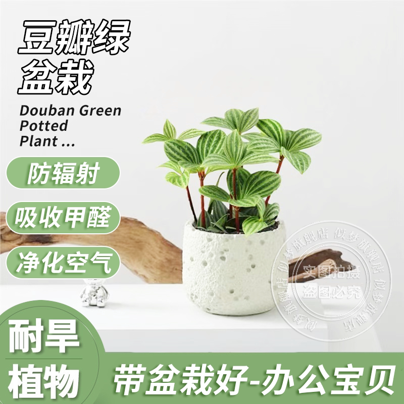 豆瓣绿盆栽室内办公室防辐射好养
