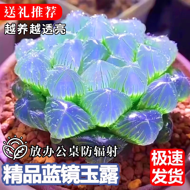 玉露大颗多肉植物带盆送礼高级稀有蓝镜无暇玉露办公桌绿植防辐射