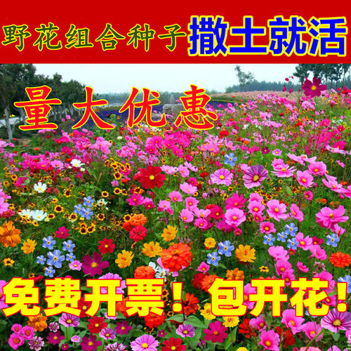 野花组合花种子百日草格桑花籽孑