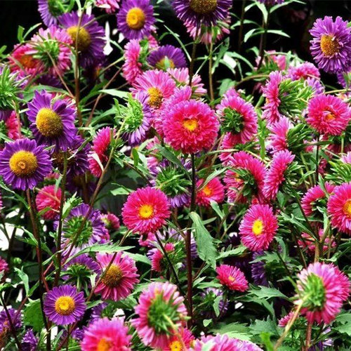 糖果翠菊花籽种子格桑花四季
