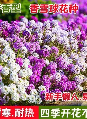 香雪球花种子籽室外庭院