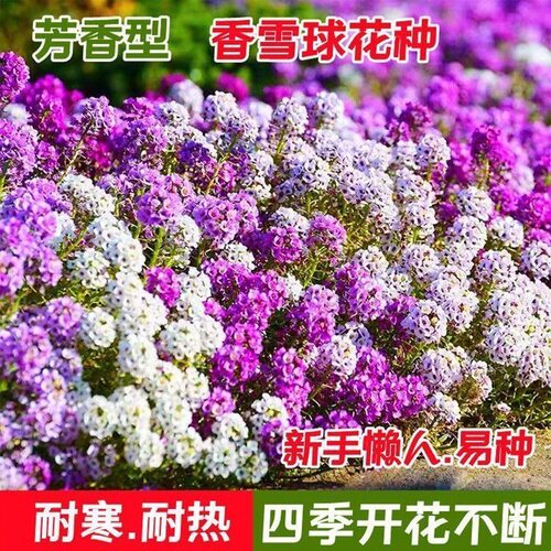香雪球花种子籽室外庭院